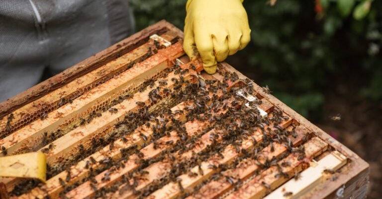4 Best Bee Gloves for Sensitive Hands That Prevent Reactions