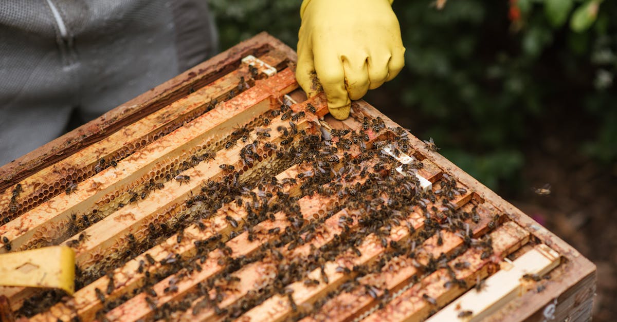 crop anonymous farmer in gloves and protective uniform holding honeycomb in beehive while working in