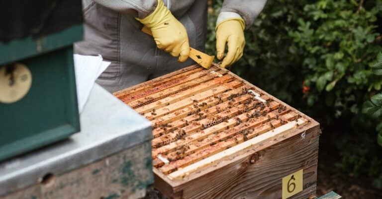 8 Best Beekeeping Gloves for Inspecting Honey That Prevent Stings