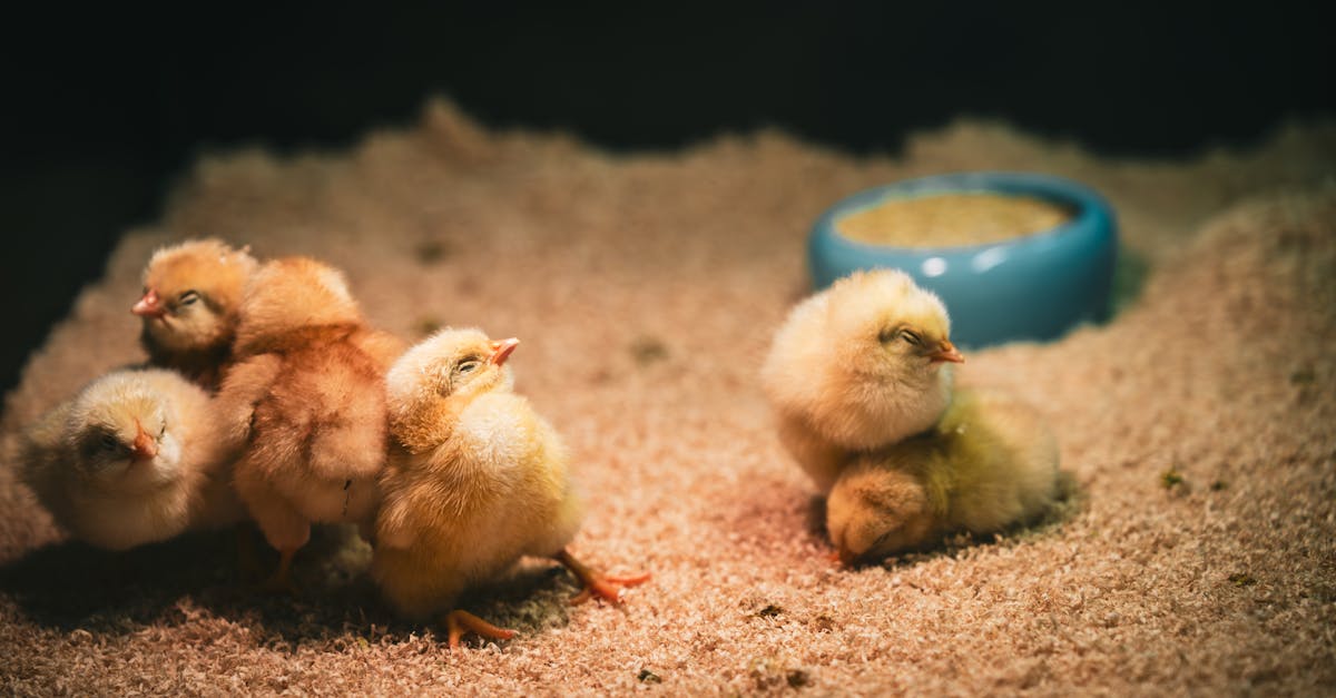 cute fluffy chicks resting together under warm lighting in a cozy setting 2