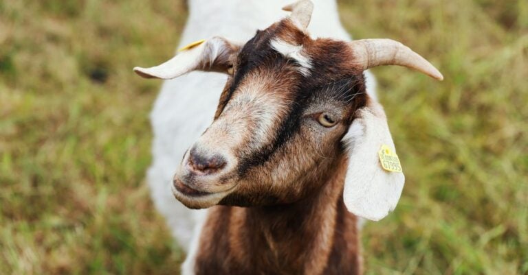 3 Best Udder Wash for Dairy Goats That Prevent Common Issues