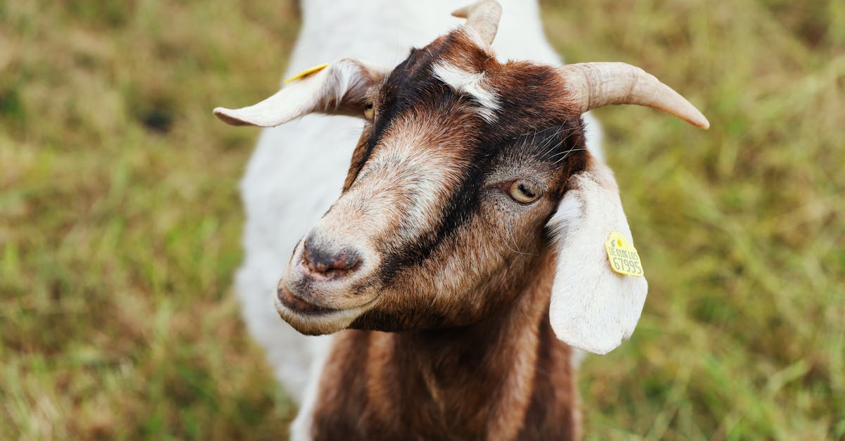 cute goat with horns in a rural meadow showcasing livestock charm and agriculture lifestyle