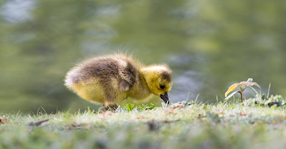 cute gosling exploring a grassy meadow by the pond capturing the essence of spring wildlife