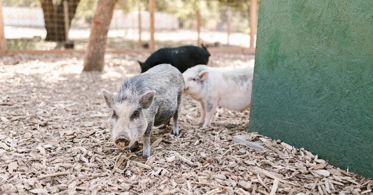cute pigs exploring a rustic farmyard with natural sunlight