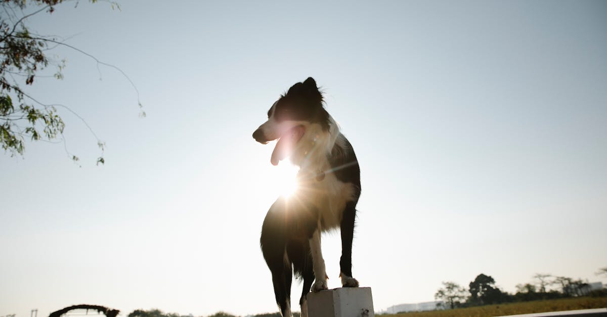 cute young border collie dog standing on wooden enclosure fence in sunny summer farmyard