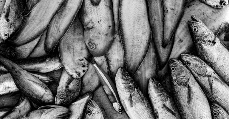 6 Best Bloodworm Fish Food for Picky Eaters That Actually Work