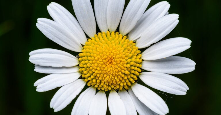 6 Best Chamomile Seeds for Calming Tea Gardens That Self-Seed