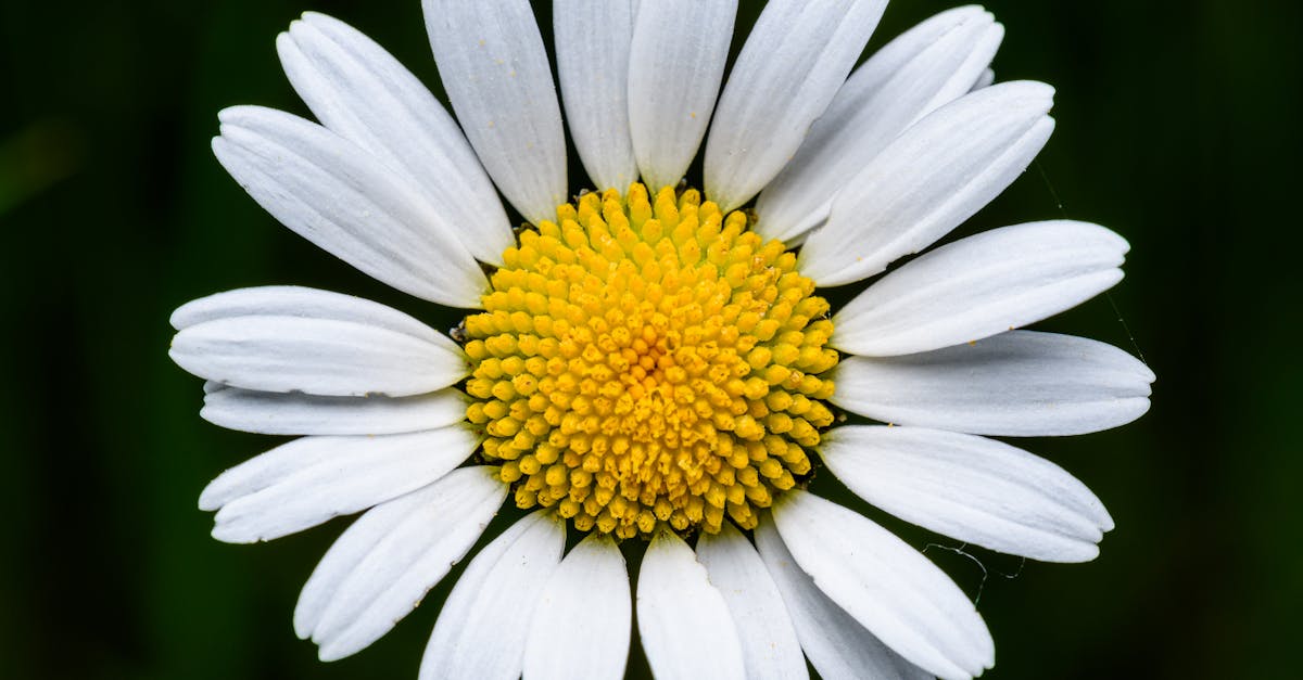 detailed close up of a chamomile flower with white petals and yellow center