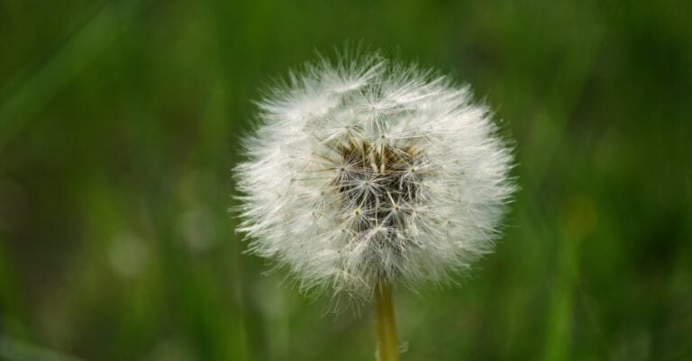 3 Best Weeding Forks for Dandelion Removal Without Chemicals