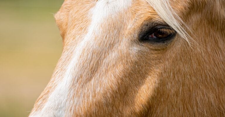 6 Best Horse Deshedding Blocks for Sensitive Horses That Prevent Irritation