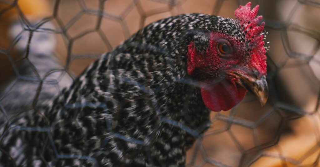 detailed close up of a speckled hen behind a mesh fence showcasing its vibrant red comb and feather 3