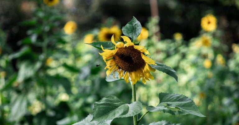 6 Best Hornet Traps for Bee Friendly Farms Without Chemicals