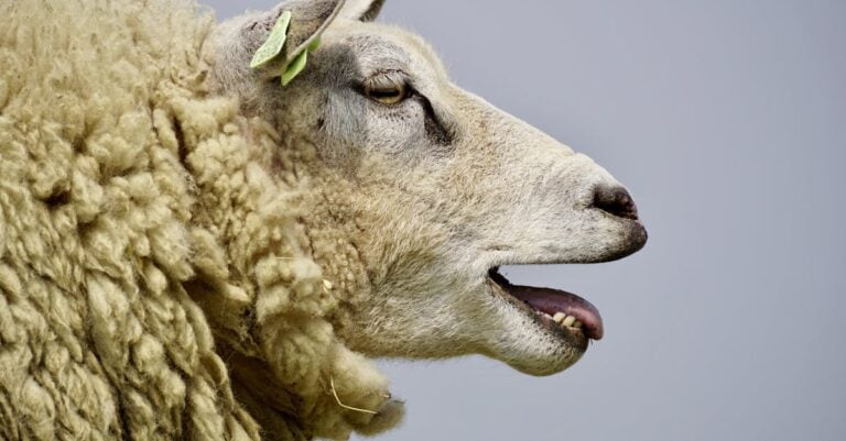 5 Best Portable Stock Tanks for Rotational Grazing Sheep on Budget