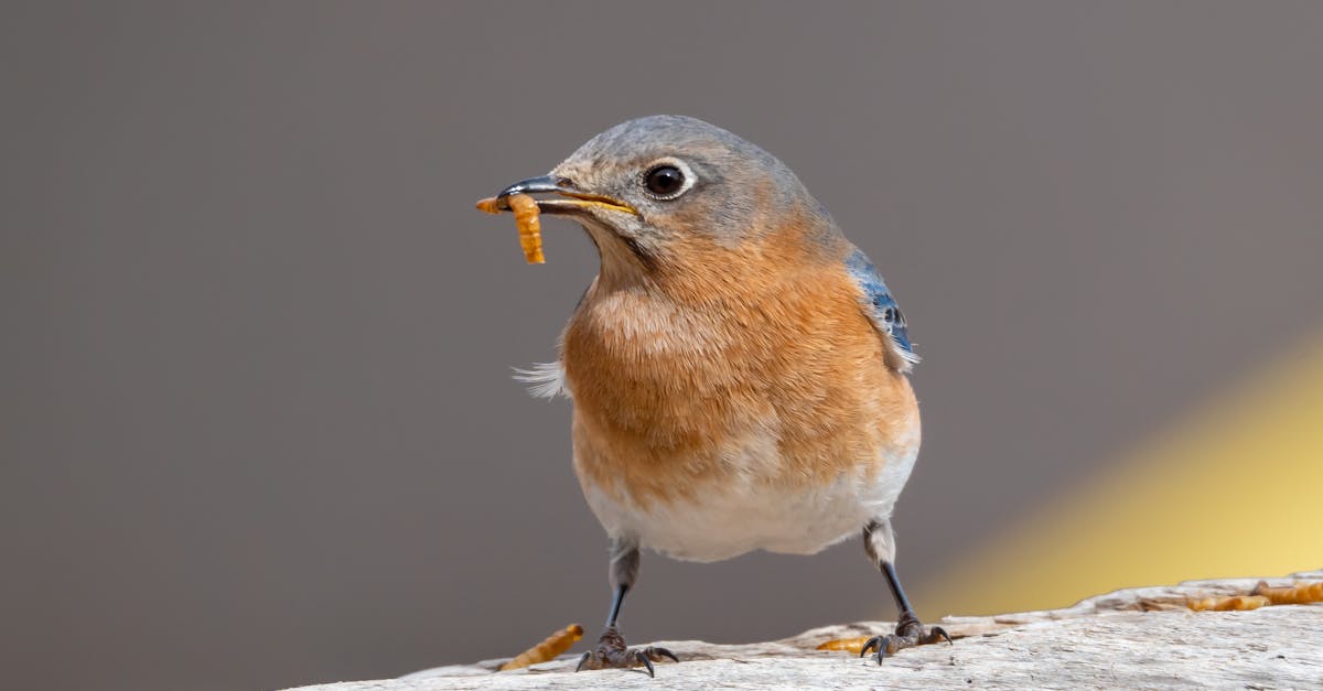 detailed close up of an eastern bluebird holding a mealworm in its beak
