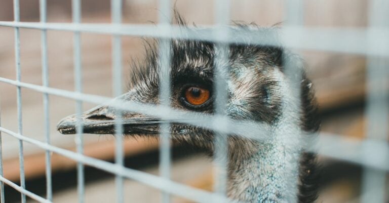 5 Best Aviary Wire for Building Bird Enclosures That Last Decades