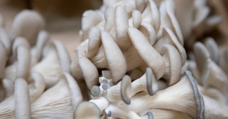 7 Best Mushroom Knives for Foraging on the Farm That Last Decades