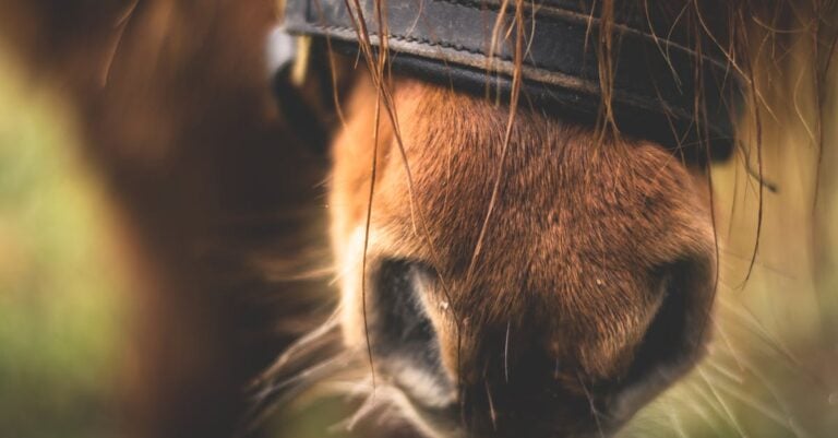 3 Best Dimmable Work Lights for Sensitive Livestock That Calm Animals
