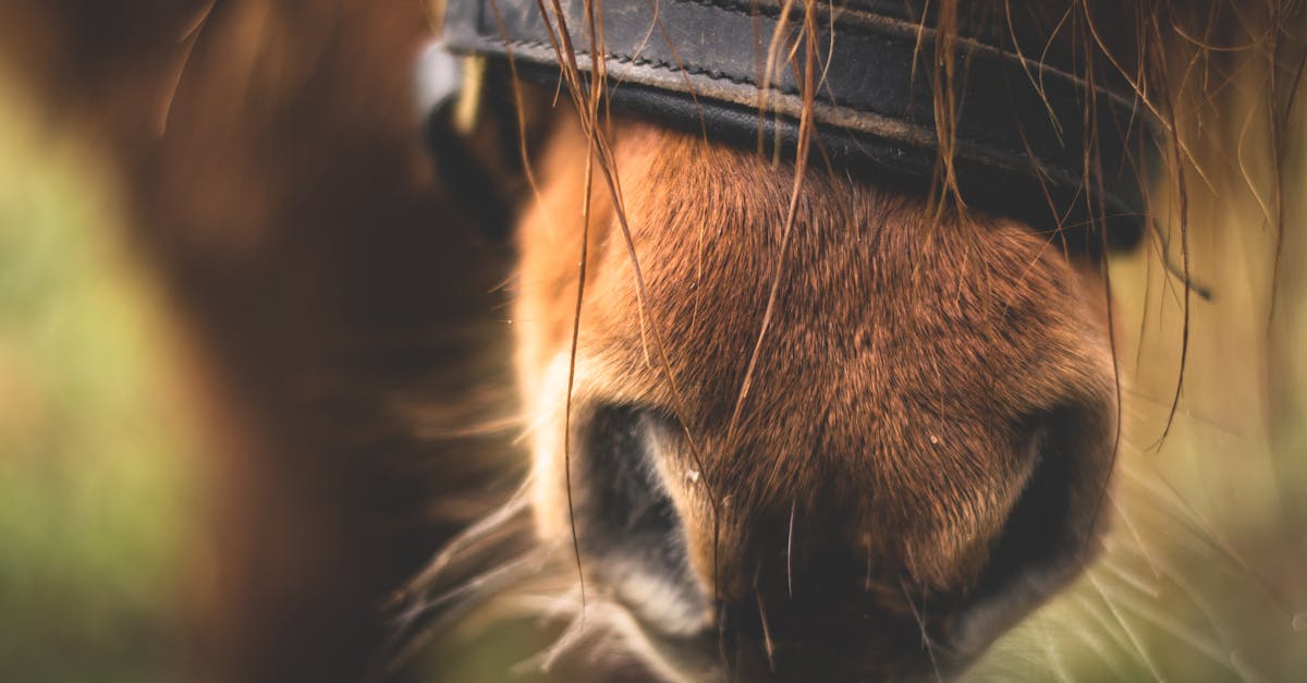 detailed close up view of a brown horse s muzzle and nostril capturing the texture of its fur and b