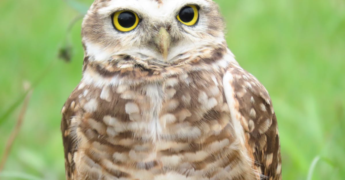 detailed image of a burrowing owl with bright eyes in a green field