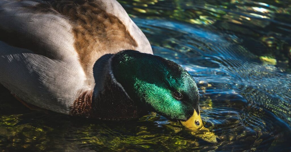 detailed image of a mallard duck swimming in clear water showcasing vibrant plumage