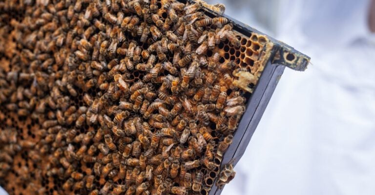 7 Best Locally Raised Queen Bees for Backyard Beekeeping Success