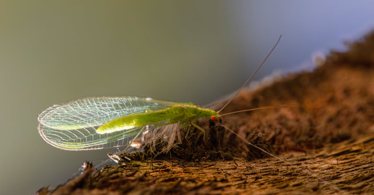 detailed macro of a vibrant green lacewing resting on textured wood