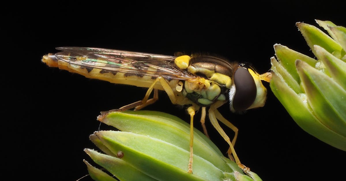 detailed macro photograph of a hoverfly perched on green buds highlighting the insect s features
