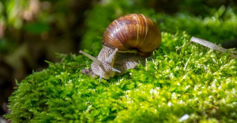 5 Best Slug Repellent Granules for Organic Gardens Without Chemicals