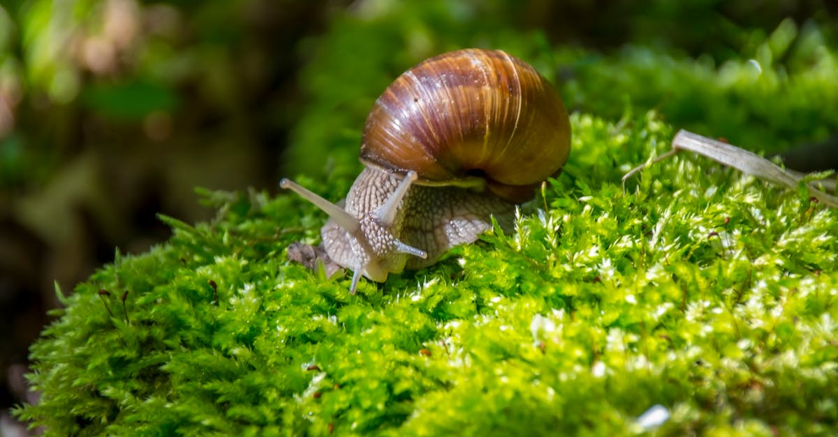 detailed macro shot of a snail crawling on lush green moss in a natural setting