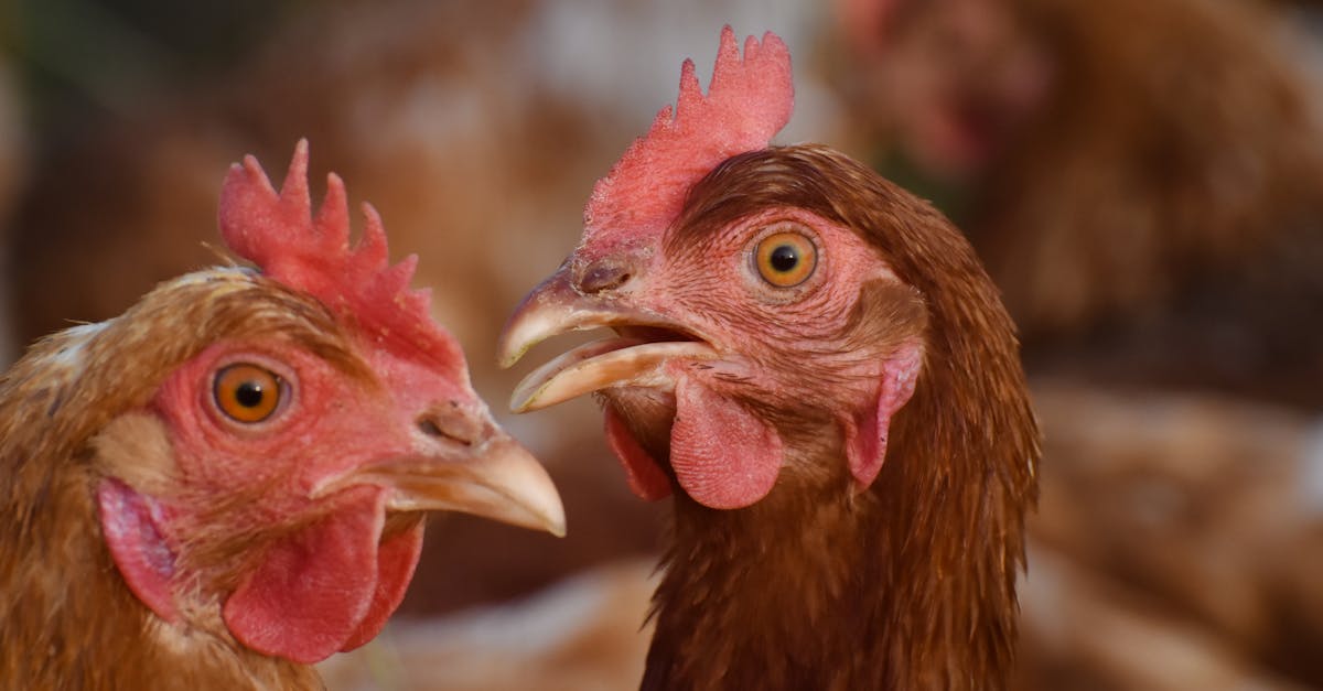 detailed shot of brown chickens on a farm highlighting their vivid features