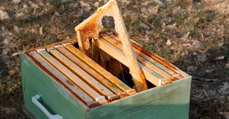 5 Best Radial Honey Extractors for Large Frames That Save Hours