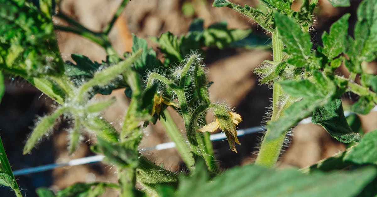 detailed view of a young tomato plant with hairy stems and leaves