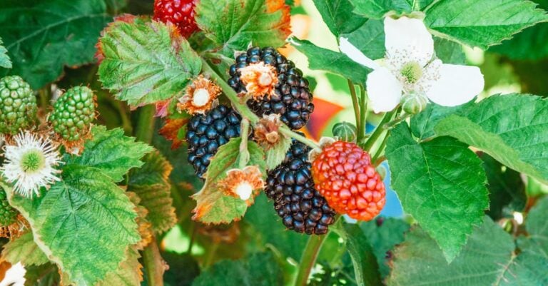 3 Best Beneficial Insect Attractant Plants for Organic Farms Without Chemicals