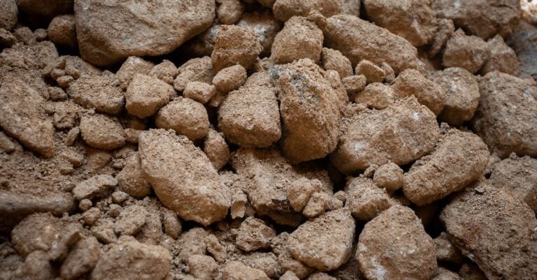 7 Best Rootstock Walnut Trees for Clay Soil That Prevent Root Rot