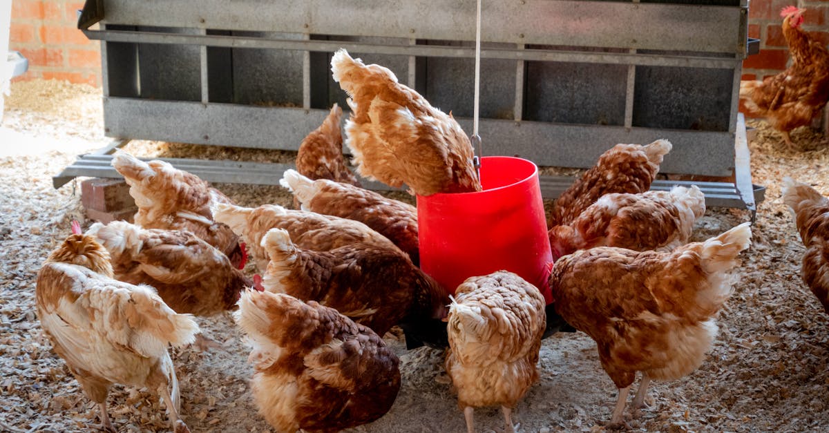 domestic chickens feeding from a red container inside a farm coop