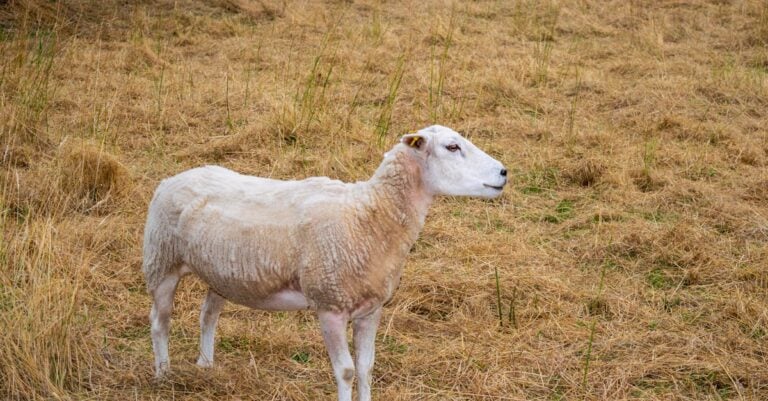 4 Best Heavy Duty Shears for Thick Wool Sheep That Pros Rely On