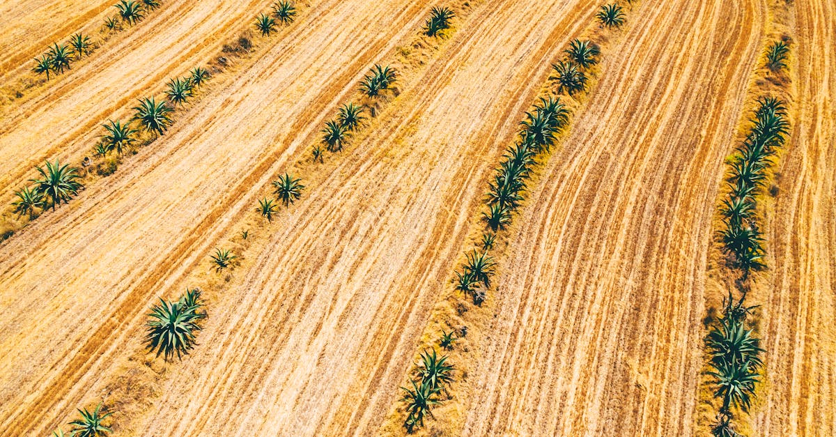 drone shot capturing rows of agave plants in a vibrant golden field showcasing agricultural pattern 1