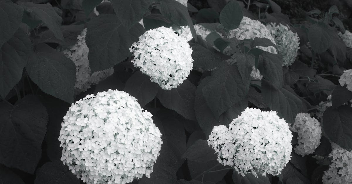 elegant white hydrangea flowers captured in a serene garden setting evoke a classic monochrome beau