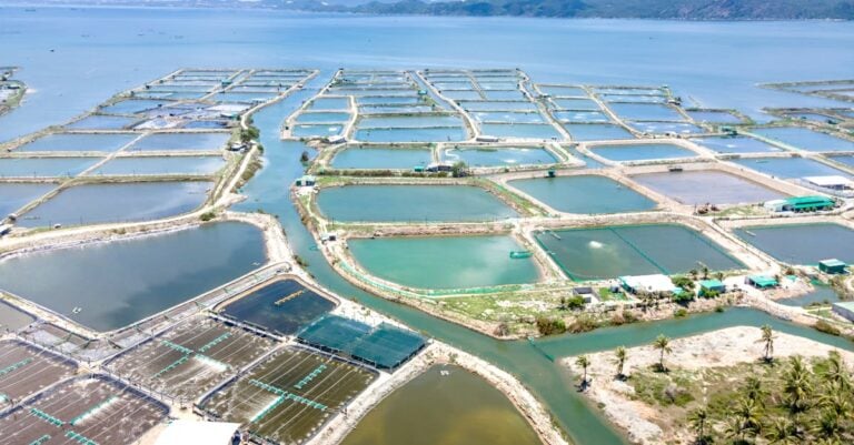 7 Best De Chlorinators for Fish Ponds on Farms That Protect Your Stock