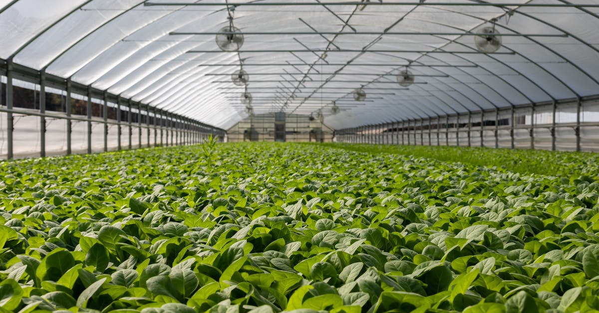 explore a vibrant indoor greenhouse filled with fresh green plants ready for harvest