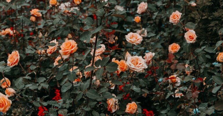 3 Best Sulfur Dust for Rose Bushes Organically That Old Gardeners Trust