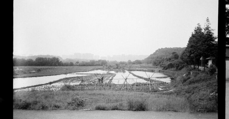 7 Best Deep Water Plants for Large Farm Ponds That Prevent Algae