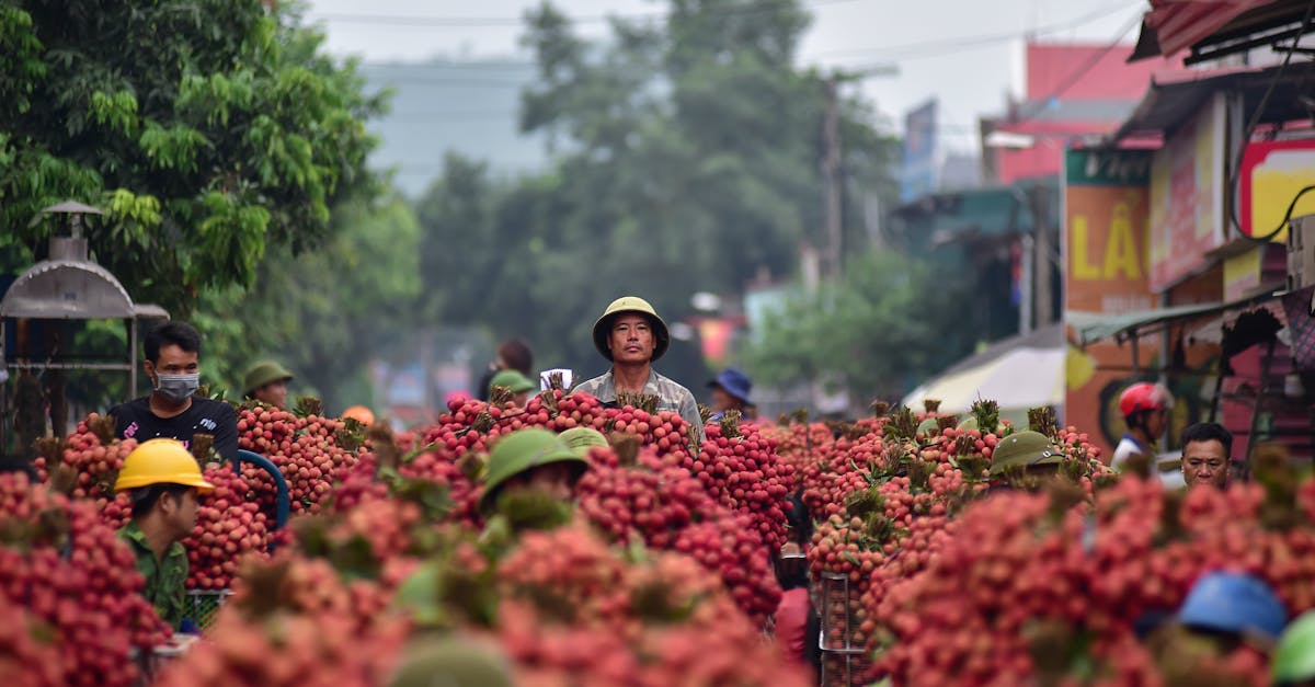farmers gather lychees in a bustling bac giang market highlighting vibrant colors and traditional l