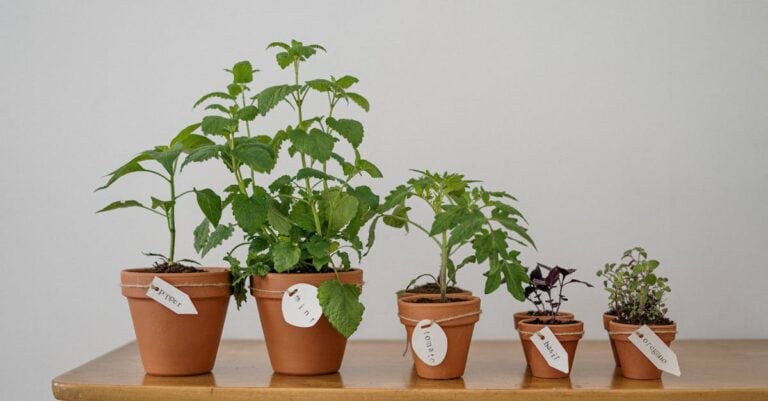 7 Best Automatic Planters for Indoor Growing That Fit Any Space