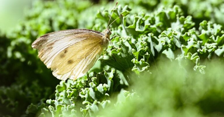 5 Best Cabbage Looper Sprays for Brassicas That Work Naturally