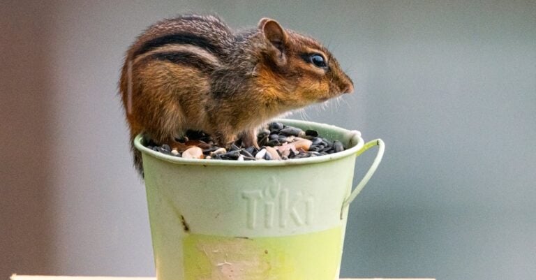 7 Best Rodent Proof Buckets for Feed That Prevent Common Issues