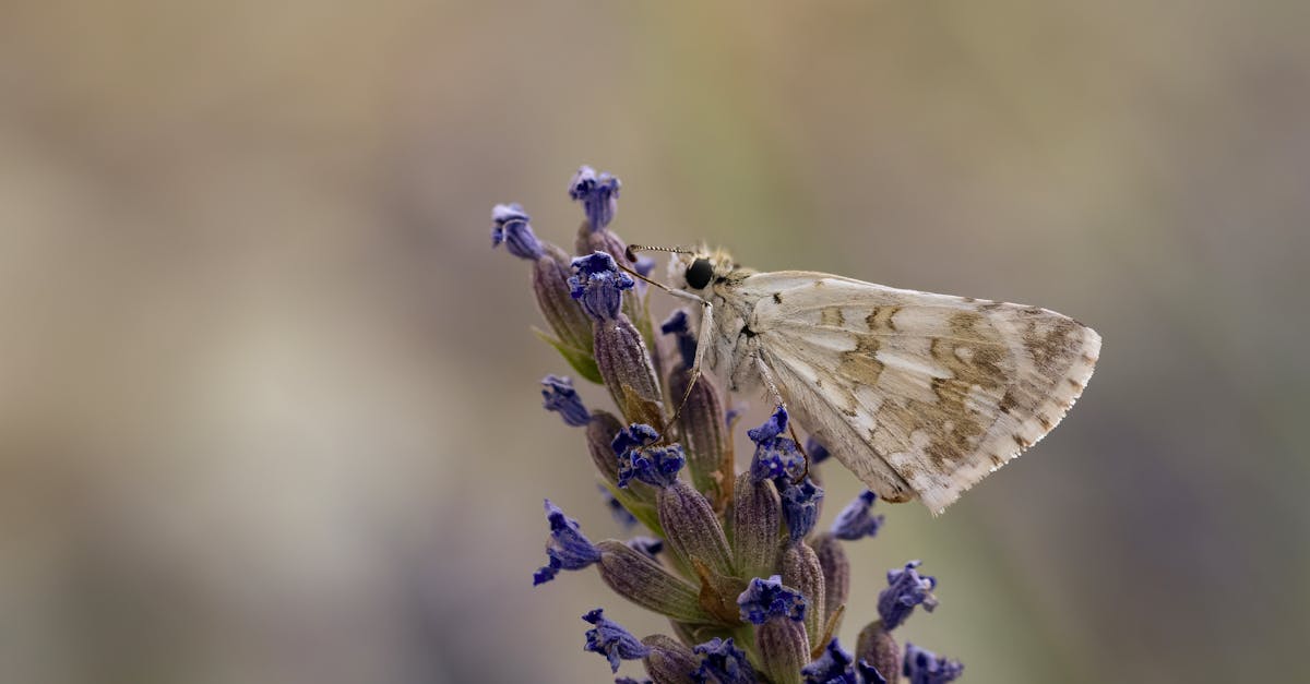 free stock photo of close up moth