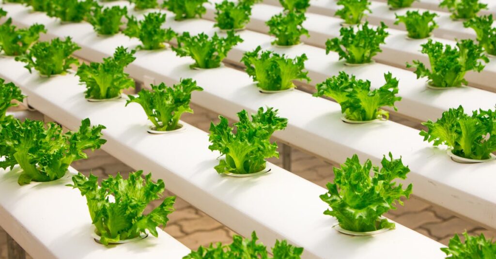 fresh hydroponic lettuce plants growing in an indoor farm setup showcasing modern agriculture 1