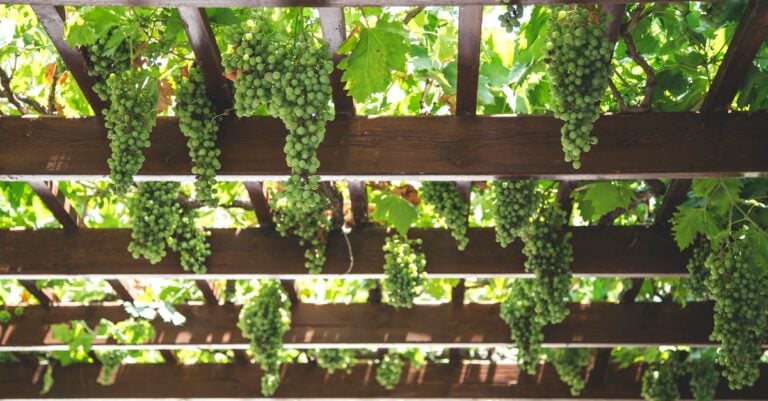 6 Best Pergola Trellises for Grape Vines That Last Decades