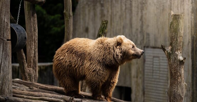 4 Best Fence Energizers Unrollers For Predator Control That Work